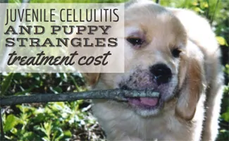 Puppy with strangles on mouth (Caption: Juvenile Cellulitis And Puppy Strangles Treatment Cost)