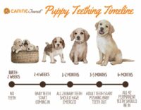 When Do Puppies Lose Their Baby Teeth? A Puppy Teething Timeline & More