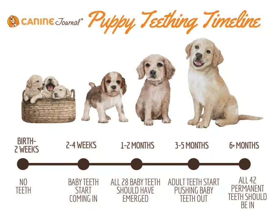 When Do Puppies Lose Their Baby Teeth A Puppy Teething Timeline More