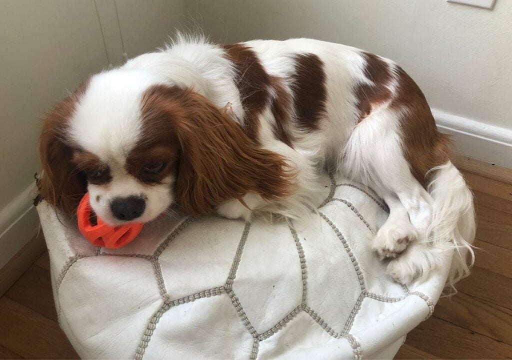 Puppy teething on JW Pet Hol ee Roller.