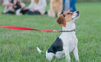 Puppy training on a leash in a field