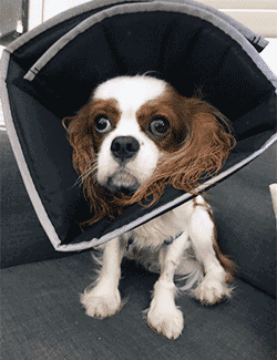 Dog with e-cone on
