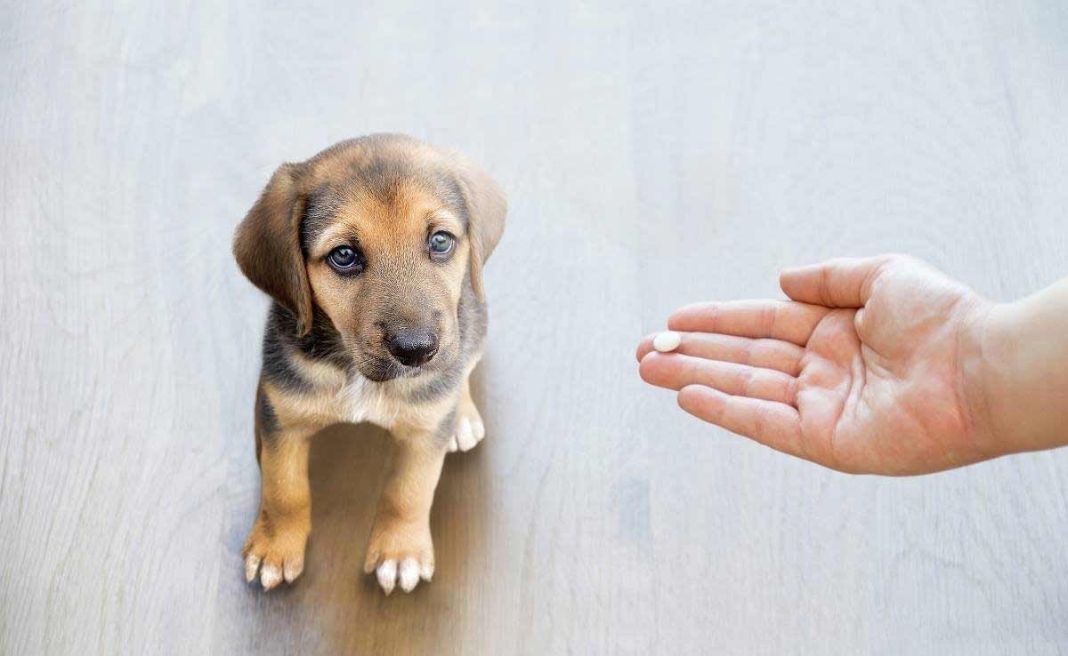 Pet owner's hand reaching out to give his dog a pill of Aspirin tablet