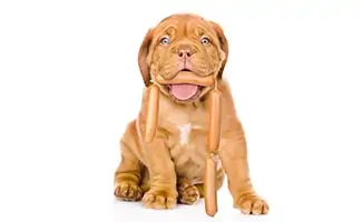 Can Dogs Eat Hot Dogs As A Meal Or A Treat? - Canine Journal