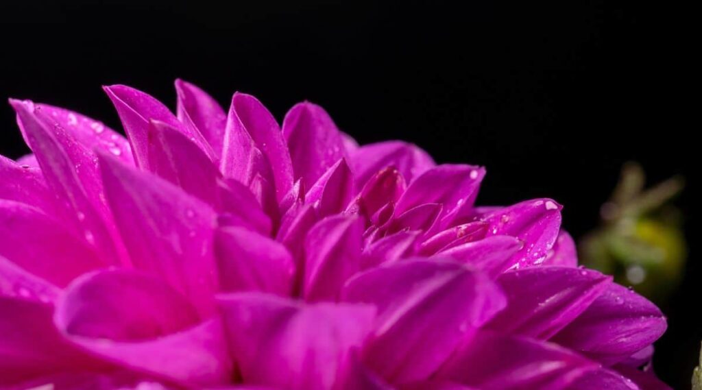 purple dahlia flower up close