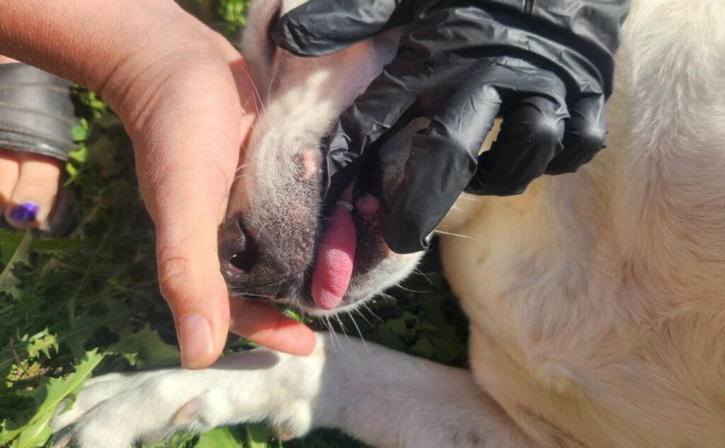 Putting finger in a dogs mouth.