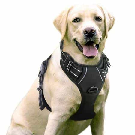 Rabbitgoo Harness 