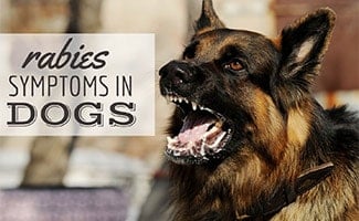 Dog barking aggressively and drooling (Caption: Rabies Symptoms In Dogs)