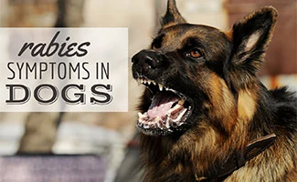 Rabies in best sale dogs
