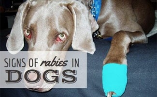 rabies disease in dogs