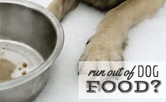 Dog paws next to food dish (Caption: Run Out Of Dog Food?)