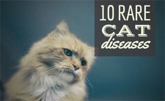 10 Rare Genetic Cat Diseases | CanineJournal.com