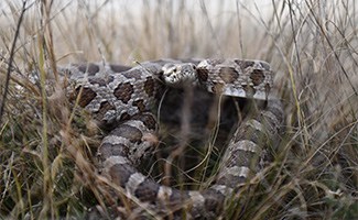 Rattlesnake in grass