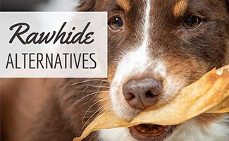 Dog chewing on bone (caption: Rawhide Alternatives)