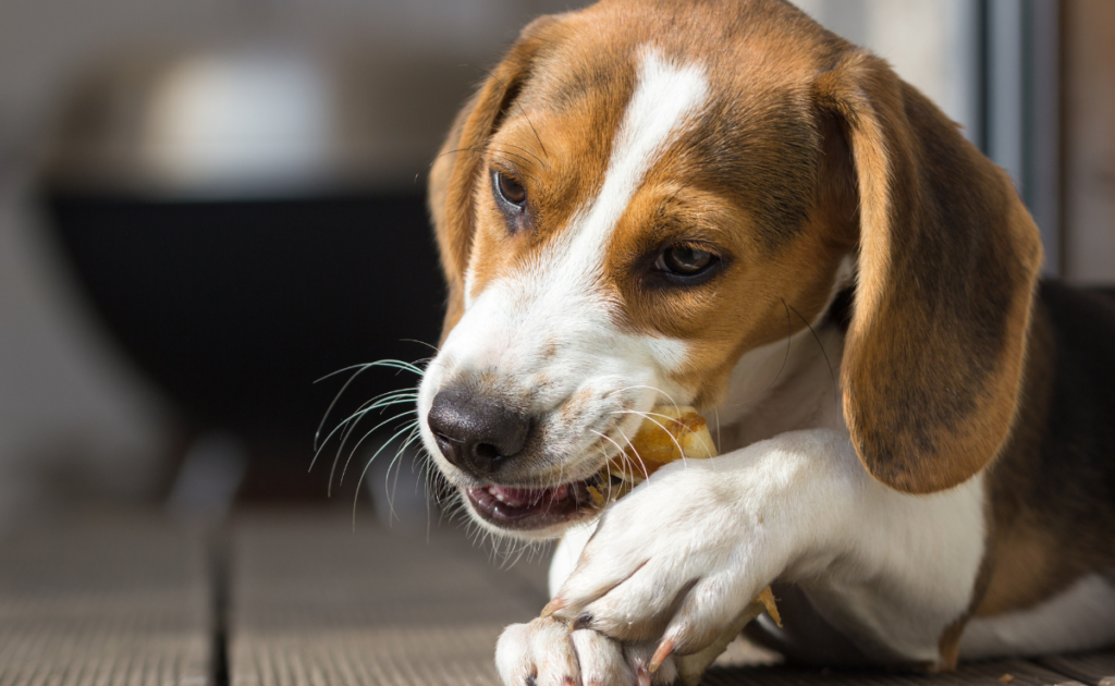 A Beagle chewing on rawhide bone holding with paws.
