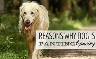 Golden dog panting and pacing in field (Caption: Reasons Why Dog Is Panting & Pacing)