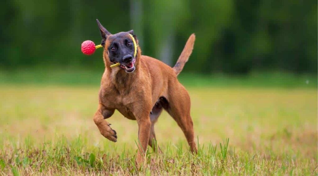 red Belgian Malinois running with toy in mouth outside in the grass