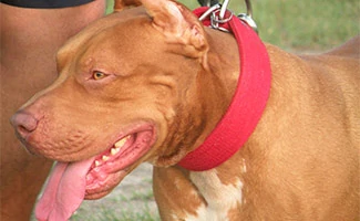 Red Nose Pit Bull.