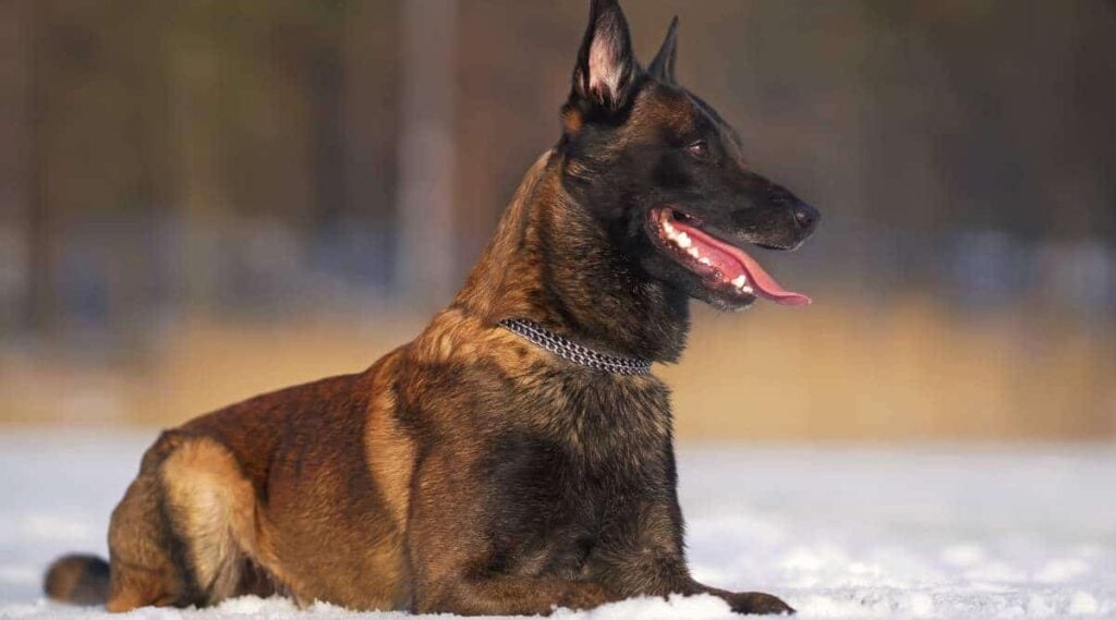 red sable Belgian Malinois laying in the snow