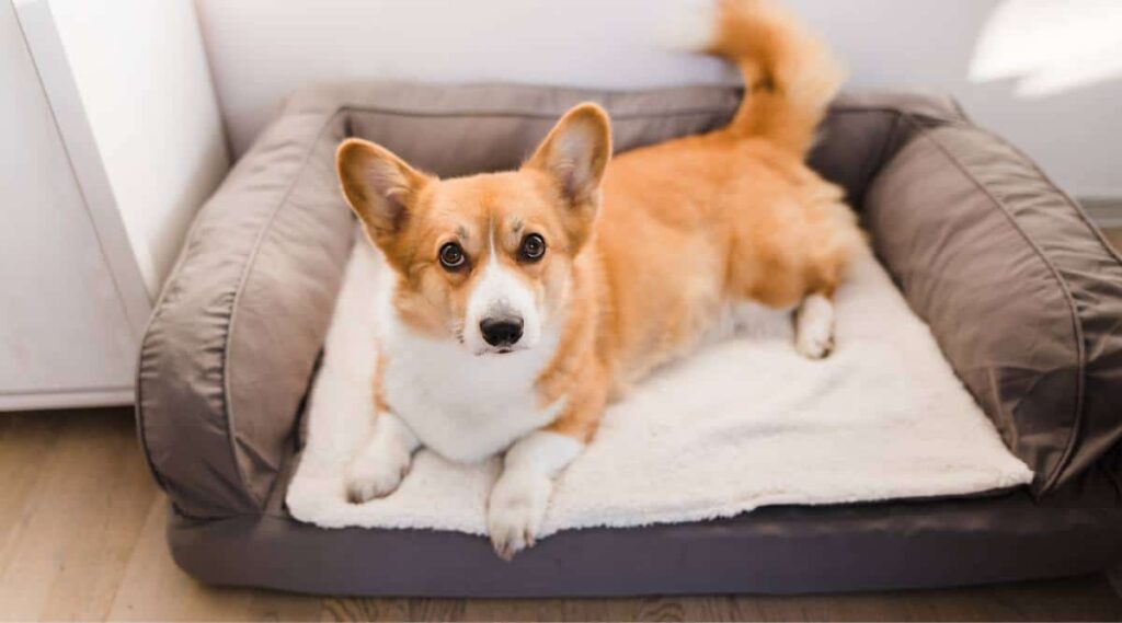 Red Welsh Corgi pembroke cute dog lying down on a dog sofa.