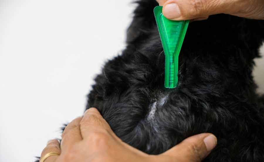 Removing a tick from black fur on dog