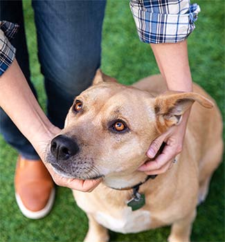 Shelter dog being pet by foster parent