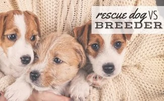 Three Jack Russell Terrier Puppies Closeup. Super Cute Baby Dogs In Cozy Human Hands (Caption: Rescue Dog vs Breeder)