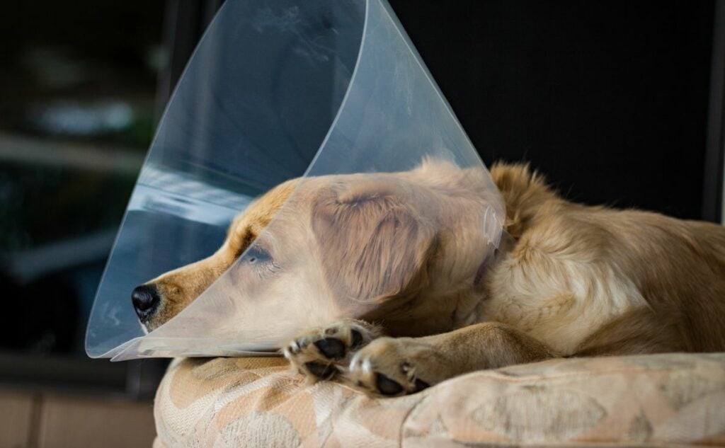 Retriever after spay surgery laying on ground with a cone on head.