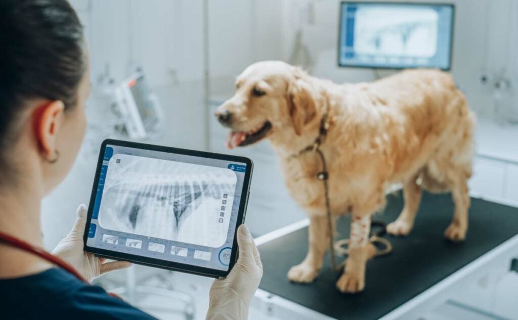 Retriever pet standing on examination table as a female veterinarian assesses the dogs xrays on a tablet.