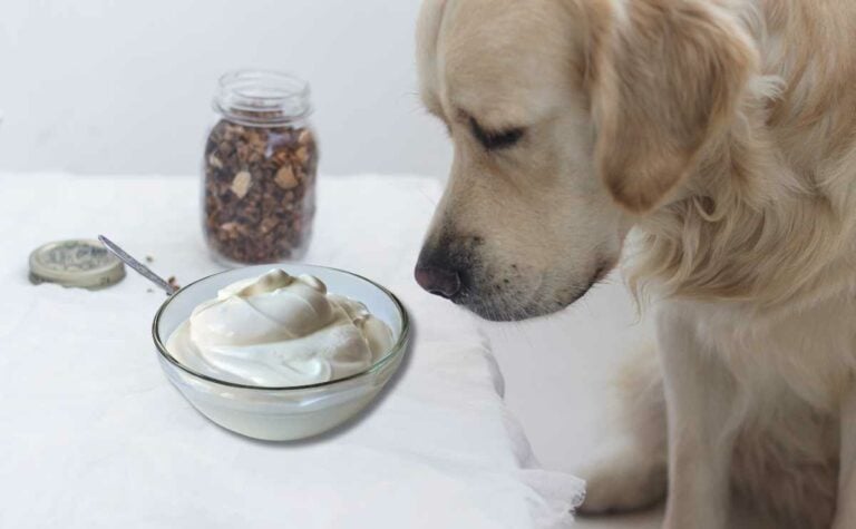 Can Dogs Eat Yogurt? Is Yogurt Safe For Dogs? - Canine Journal