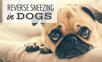 Pug looking sad on couch (caption: Reverse Sneezing In Dogs)