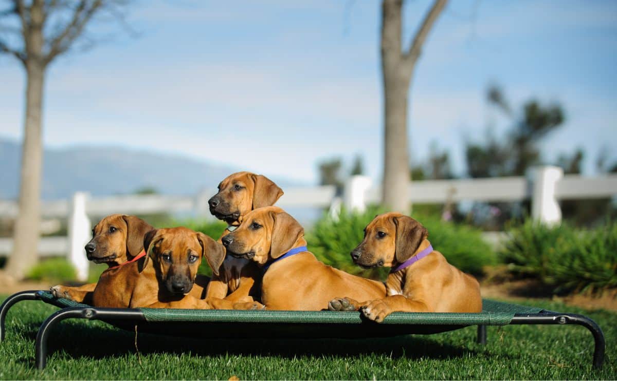 rhodesian Ridgeback puppies lying on elevated dog bed in the grass