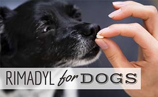 Person giving pill to dog (caption: Rimadyl For Dogs)