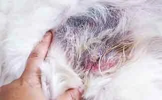 Sick pet with inflammation itching and swelling, Dermatitis is rash rod disease found in dog.