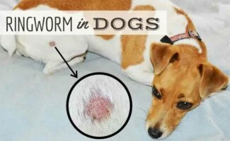 Luna the Jack Russell suffering from ringworm on her rump (Caption: Ringworm In Dogs)