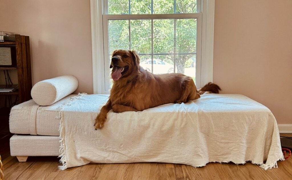 Rio the Golden Retriever at home on bed.