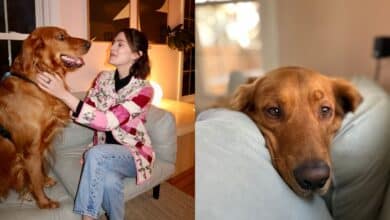 Rio the golden retriever at home with owner and sitting on sofa .side by side jpg
