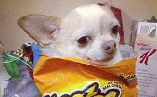 chihuahua in cheetos bag