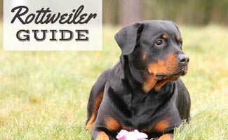 Danger Rottweiler Big Dogs