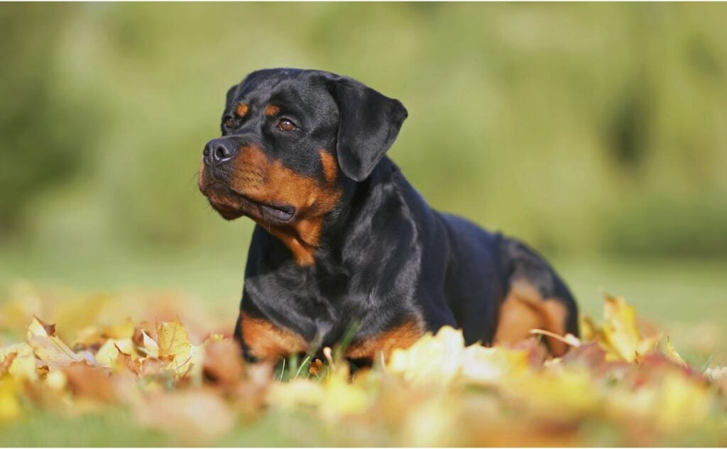 Rottweiler sitting in the grass, illustrating the best guard dogs for families.