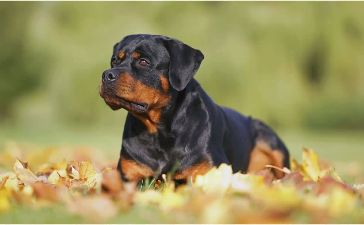 Rottweiler sitting in the grass