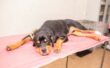 10 Rottweiler Health Issues Vets Wish You Knew Sooner - Canine Journal