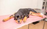 10 Rottweiler Health Issues Vets Wish You Knew Sooner - Canine Journal