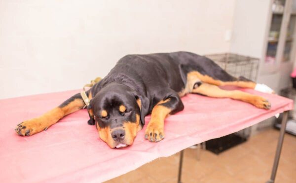 10 Rottweiler Health Issues Vets Wish You Knew Sooner - Canine Journal