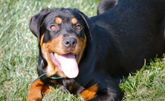 Rottweiler