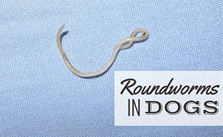 roundworm in stool