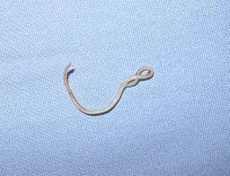 Roundworm under microscope