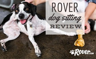 rover dog walking prices