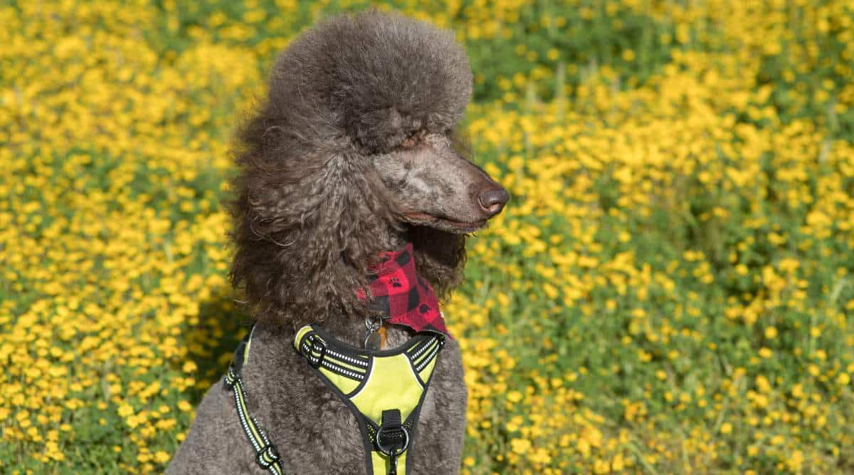 A black purebred standard poodle in a neighborhood dog park wearing a harness