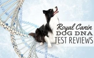 Black and white dog sitting on top of DNA strand (Caption: Royal Canin Dog DNA Test Reviews)